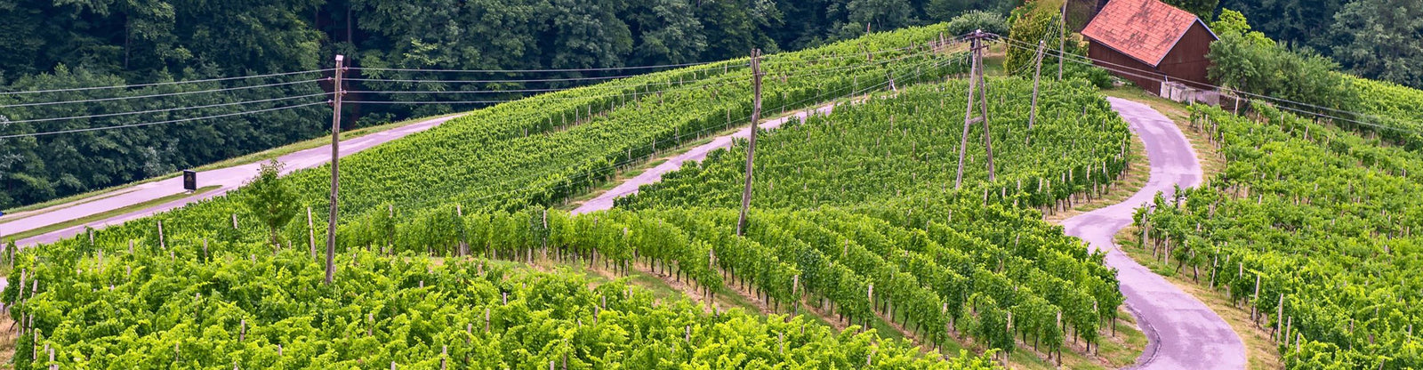 Valentine's Day Gift Selections