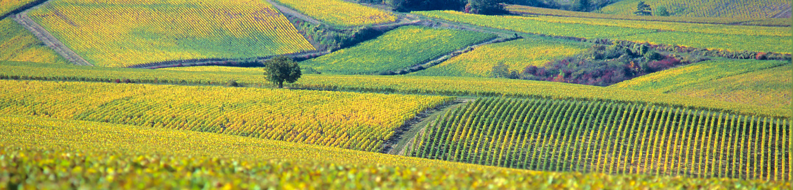 Jean-Paul & Benoit Droin