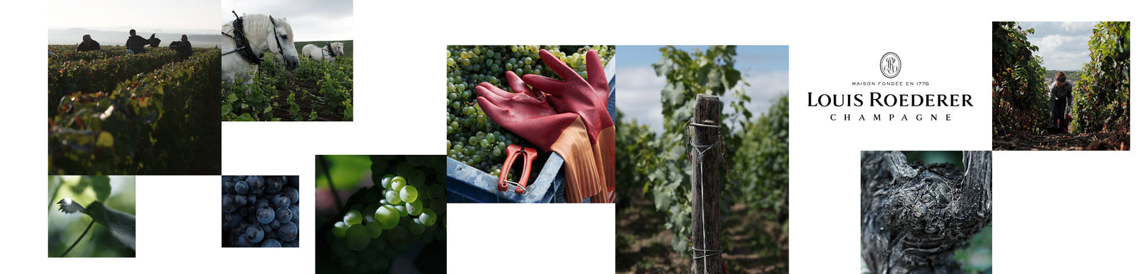 Champagne Louis Roederer