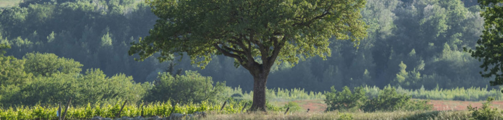 Antinori Exclusive Online Fine Wine Offer