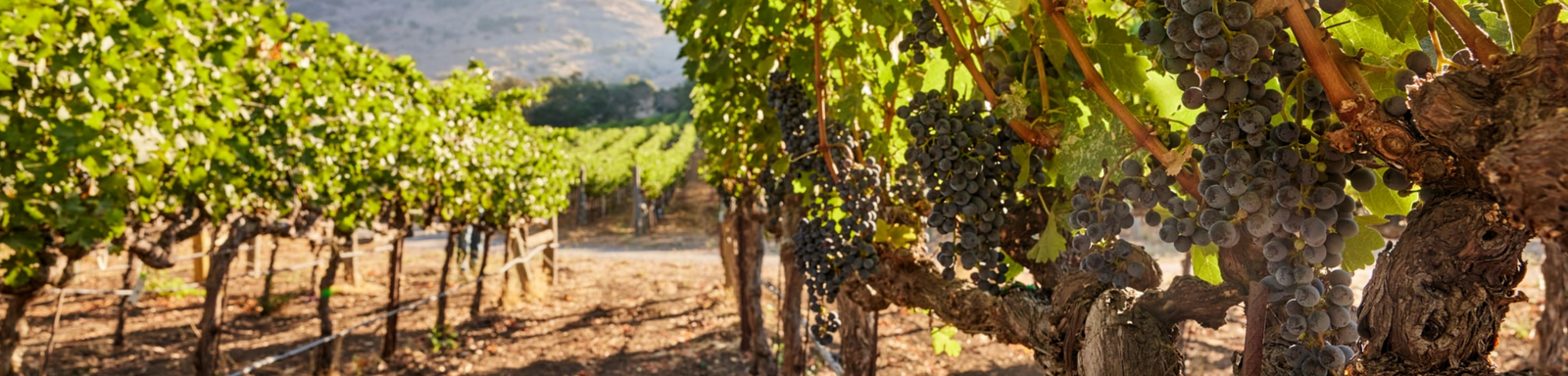 Stag's Leap Wine Cellars