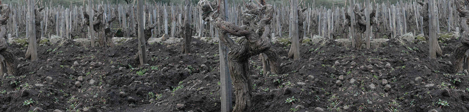 Tenuta delle Terre Nere